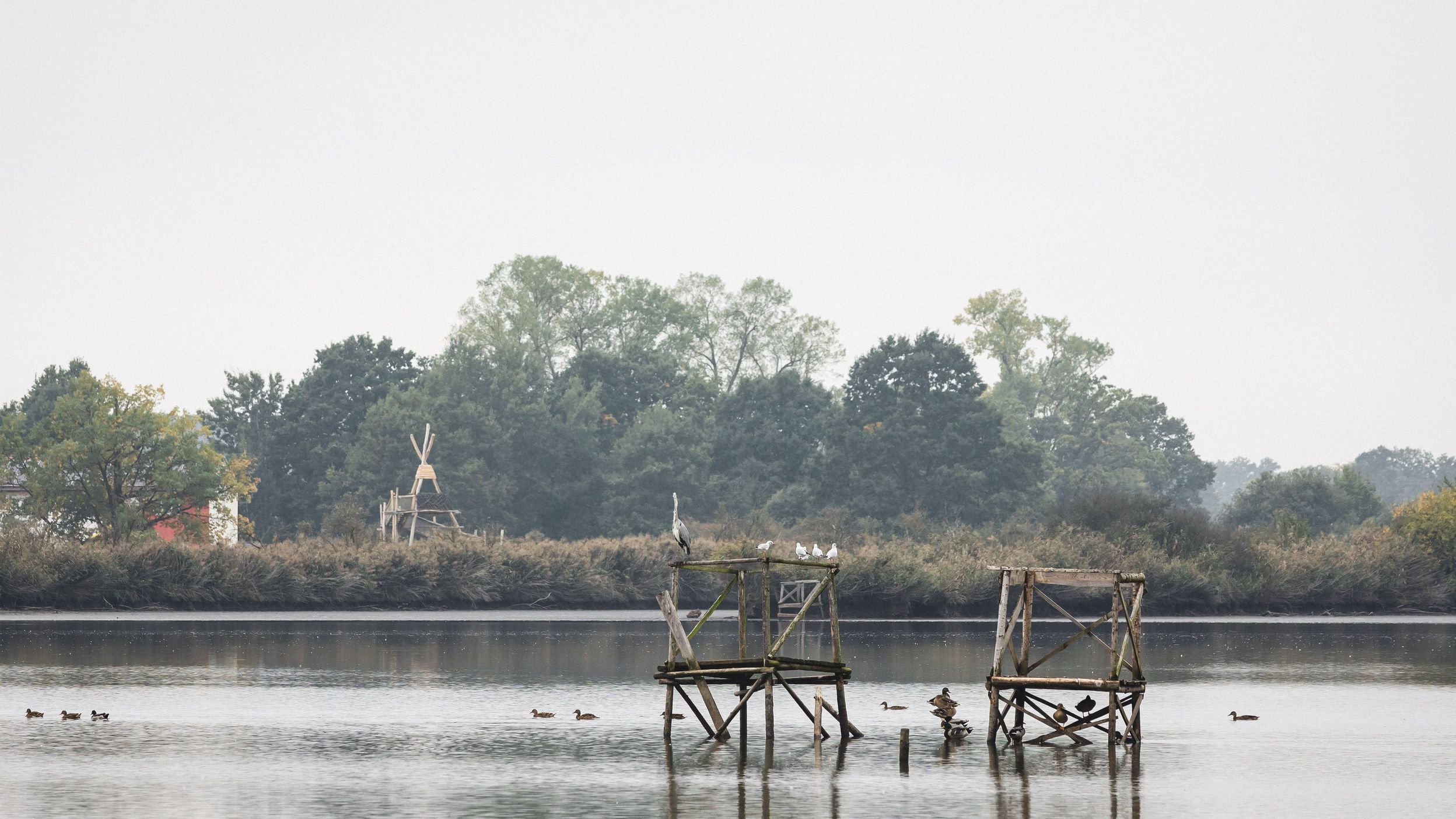 Bird Observation Tower